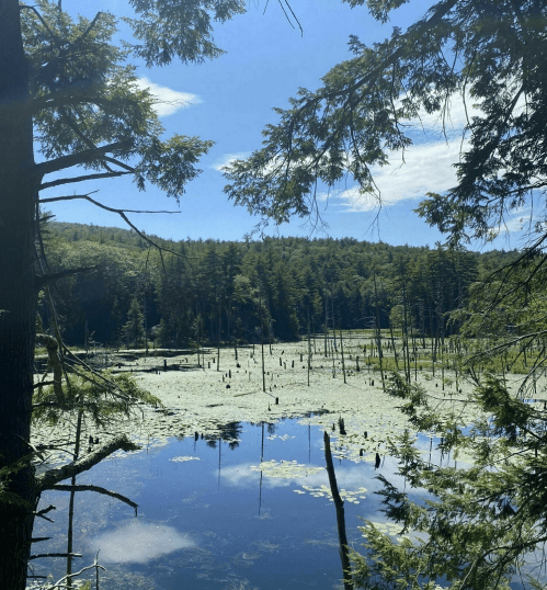 A serene wetland scene with trees, water, and lily pads under a clear blue sky.