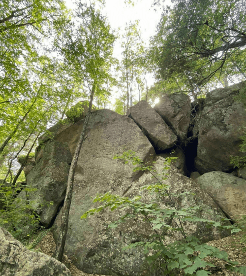 A large rock formation surrounded by trees, with sunlight filtering through the leaves above.