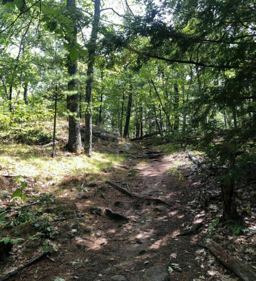 A sunlit forest path winding through trees, with rocky terrain and dappled light filtering through the leaves.