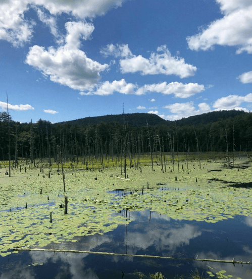 A serene wetland scene with dead trees, lily pads, and a blue sky with fluffy clouds reflecting in the water.