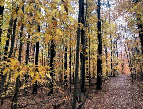 A serene forest path lined with tall trees, showcasing vibrant yellow and orange autumn leaves.
