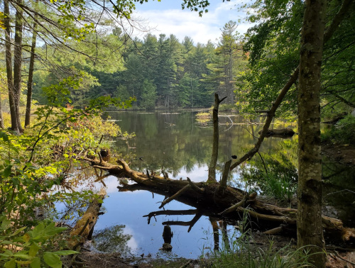 A serene pond surrounded by trees, with reflections on the water and fallen logs in the foreground.