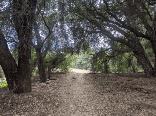 A serene forest path lined with trees, leading into a lush, green area. Leaves cover the ground.