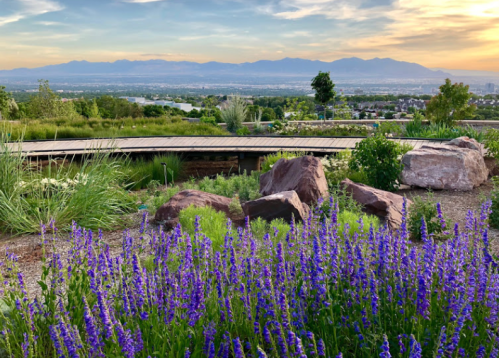A scenic view of purple flowers in the foreground, with mountains and a sunset in the background.