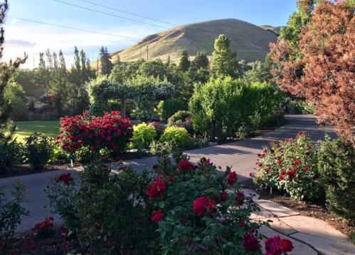 A scenic garden path lined with vibrant flowers, leading towards a hill in the background under a clear sky.
