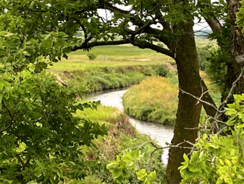 A winding river flows through lush greenery, framed by tree branches and vibrant foliage.
