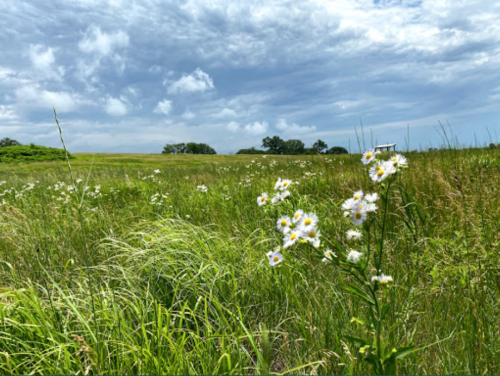 A lush green field with wildflowers under a cloudy sky, creating a serene natural landscape.