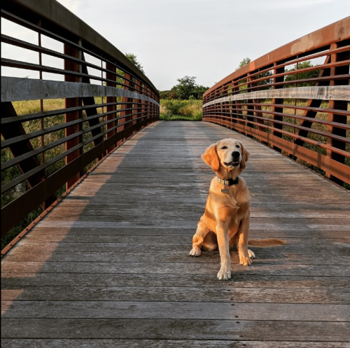 A golden retriever sits on a wooden bridge, surrounded by greenery under a clear sky.