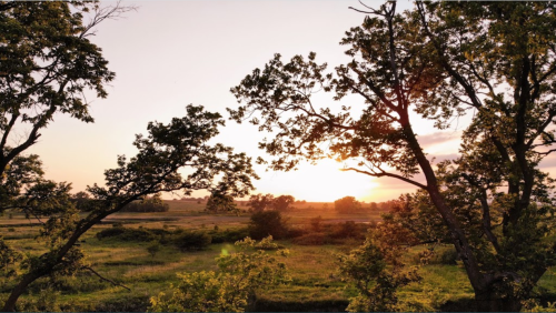Sunset over a grassy landscape, framed by trees, with warm hues illuminating the sky.
