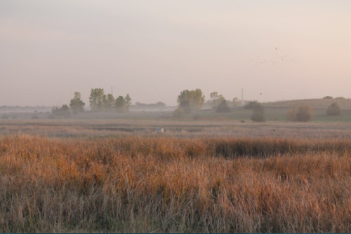 A serene landscape at dawn, featuring tall grasses and trees under a soft, misty sky.