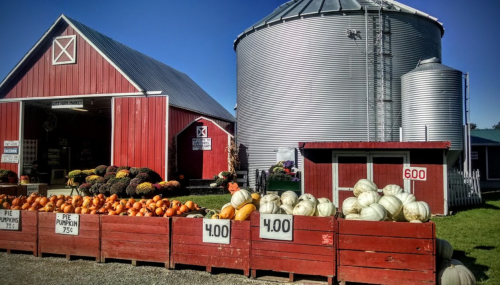A red barn and silos with a display of pumpkins and gourds for sale in front. Bright blue sky above.