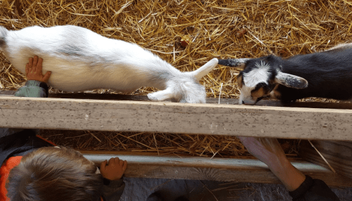 A child reaches out to pet two goats in a barn, surrounded by straw.