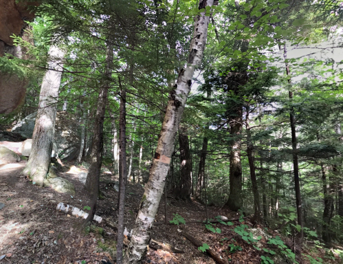 A serene forest scene with tall trees, lush green foliage, and a mix of sunlight and shadows on the forest floor.