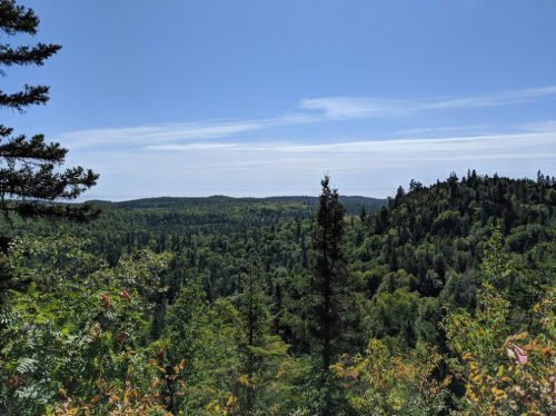 A panoramic view of a lush green forest under a clear blue sky, with distant hills and scattered trees.