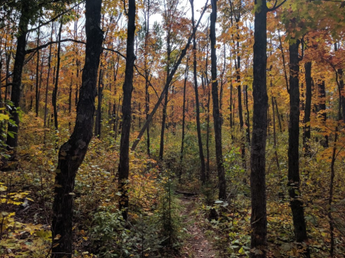 A serene forest path surrounded by trees with vibrant autumn leaves in shades of orange and yellow.