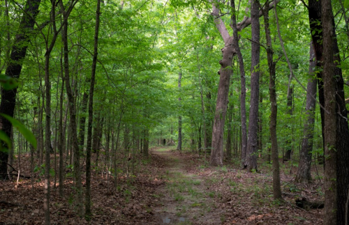 A serene forest path surrounded by lush green trees and scattered leaves on the ground.
