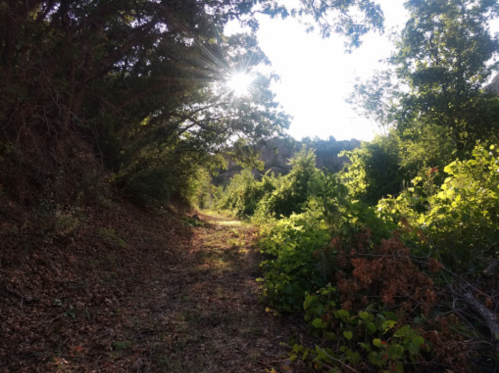 A sunlit path through lush greenery, surrounded by trees and foliage, creating a serene natural setting.