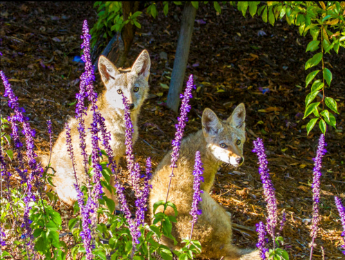 Two coyotes sit among vibrant purple flowers, partially hidden in a lush, green environment.