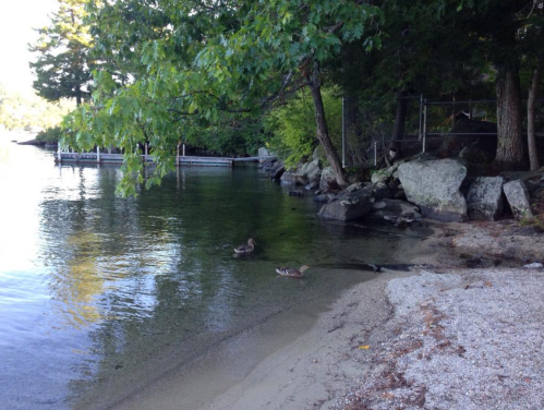 A serene lakeside scene with ducks swimming near the shore, surrounded by trees and rocky terrain.