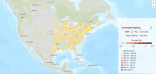 Map showing hummingbird sightings across North America, with color-coded dates indicating sighting frequency.