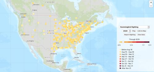 Map showing hummingbird sightings across the United States in 2020, with color-coded dates indicating sighting frequency.