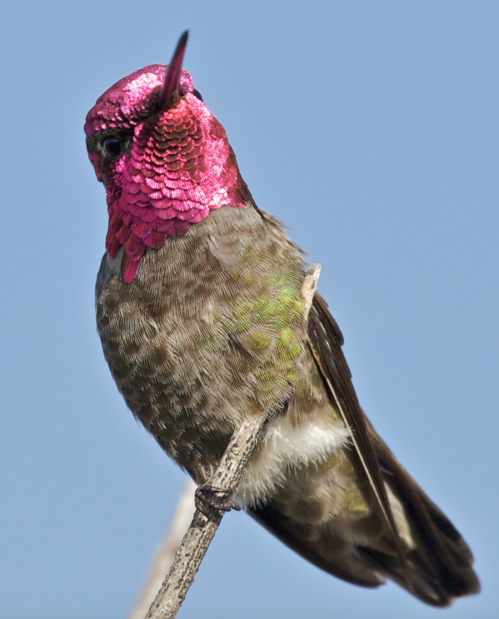 A close-up of a hummingbird with a vibrant pink head and greenish body, perched on a twig against a blue sky.