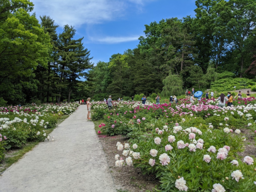 A scenic garden path lined with blooming peonies, with visitors enjoying the vibrant flowers under a blue sky.