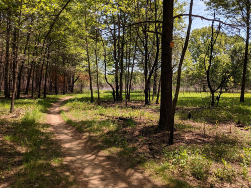 A winding dirt path through a lush green forest with trees and sunlight filtering through the leaves.