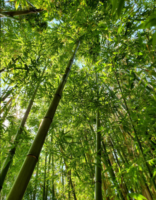 Looking up through tall bamboo stalks, surrounded by vibrant green leaves and sunlight filtering through.