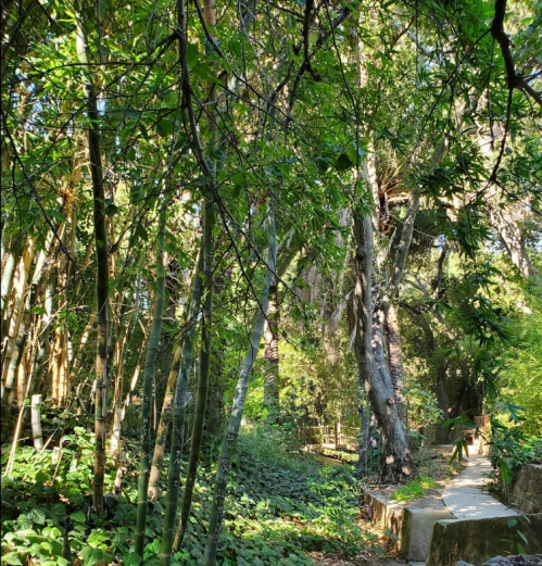 Lush green forest path surrounded by tall trees and bamboo, dappled sunlight filtering through the leaves.