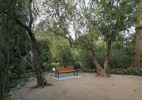 A wooden bench surrounded by trees in a serene, natural setting with soft earth and greenery.
