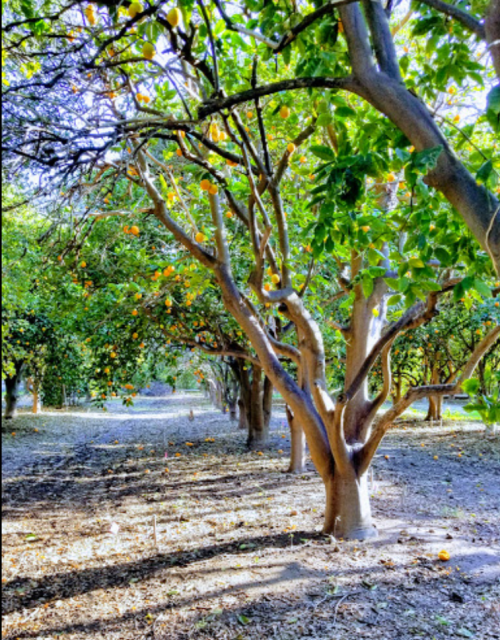 A sunlit orchard with trees bearing oranges, casting shadows on the ground in a serene, natural setting.
