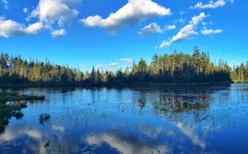 A serene lake surrounded by trees, reflecting a blue sky with fluffy clouds and lily pads on the water's surface.
