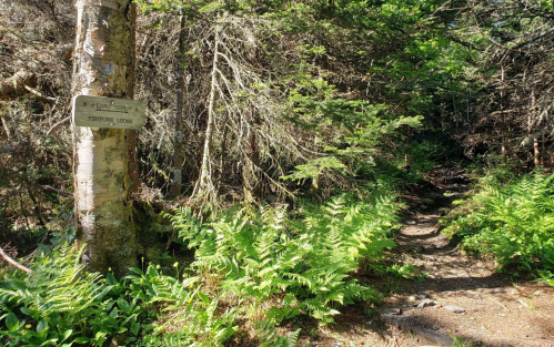 A narrow forest trail with ferns and a sign pointing to "Paddlefire Lodge" amidst dense greenery.