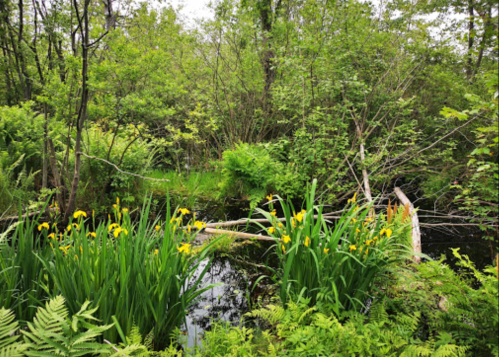 Lush green wetland with yellow irises blooming near a calm waterway, surrounded by dense foliage and trees.