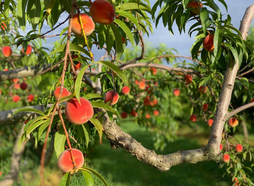 A close-up of peach trees with ripe, fuzzy peaches hanging among green leaves in a sunny orchard.
