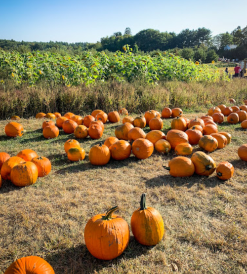 A field of bright orange pumpkins scattered on dry grass, with sunflowers and trees in the background.