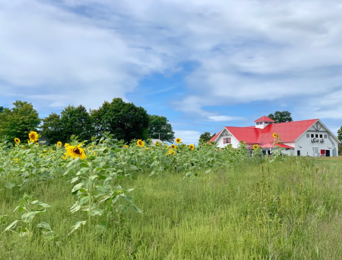 A field of sunflowers in front of a white barn with a red roof, under a partly cloudy sky.