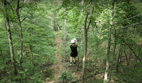 A person zip-lining through a lush green forest, surrounded by tall trees and a clear path below.
