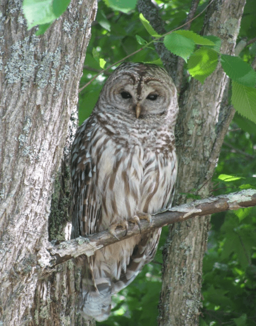 A barred owl perched on a branch, surrounded by green leaves and tree bark.
