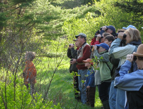 A group of people with cameras observing nature in a lush green setting, focused on a distant subject.