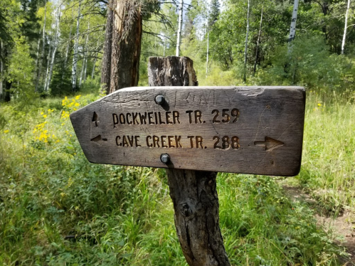 Wooden signpost indicating directions to Dockweiler Trail 259 and Cave Creek Trail 288 in a forested area.