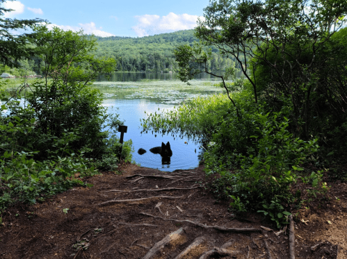 A serene lake scene with lush greenery, a clear sky, and a figure standing in the water near a wooded path.