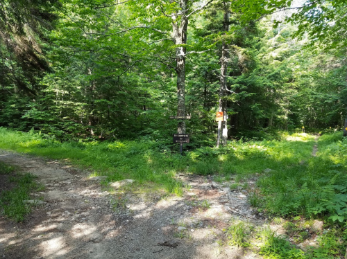 A forested area with a signpost indicating two paths, surrounded by lush greenery and trees.