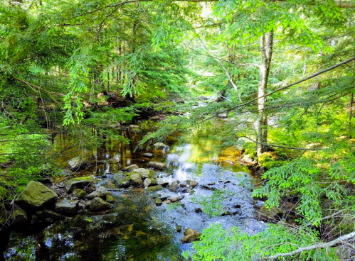 A serene forest scene featuring a calm stream surrounded by lush green trees and scattered rocks.