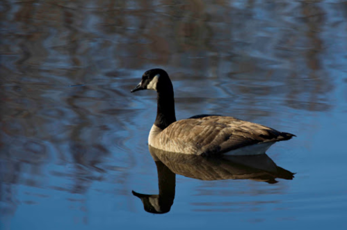 A Canada goose swimming in calm water, reflecting its image on the surface.