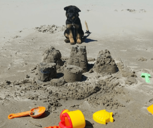 A dog sits on the beach near a sandcastle and colorful beach toys scattered on the sand.