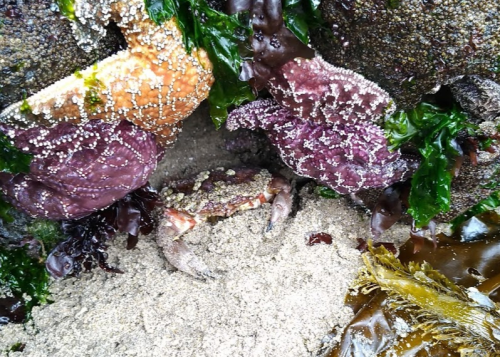 A small crab partially hidden in sand among colorful seaweed and rocky textures.