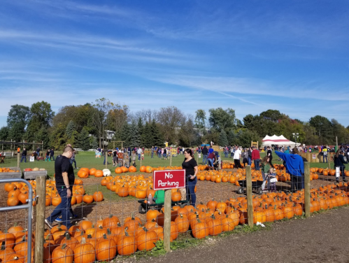 A pumpkin patch bustling with visitors, featuring rows of pumpkins and a "No Parking" sign under a clear blue sky.