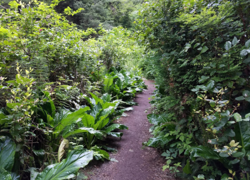 A narrow dirt path surrounded by lush green foliage and large leaves, leading into a dense forest.